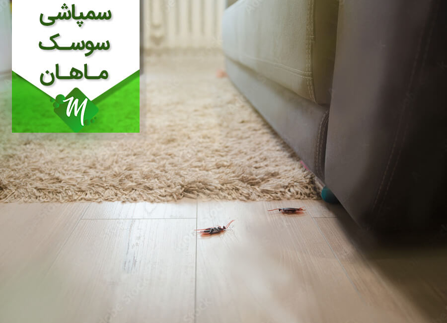 سمپاشی سوسک منازل