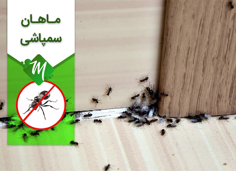 سمپاشی مورچه در تهران