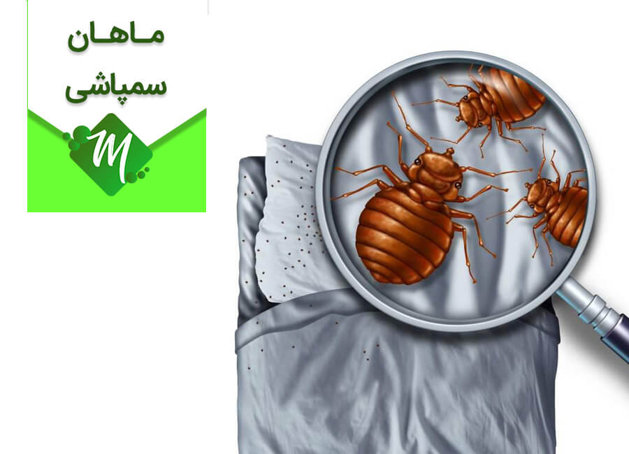 سمپاشی ساس در تهران