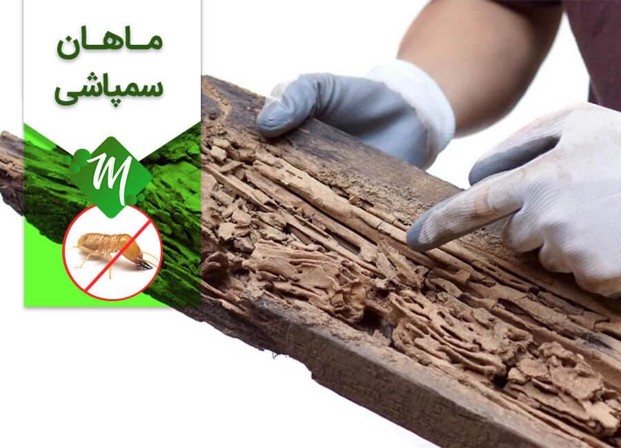 سمپاشی موریانه در تهران