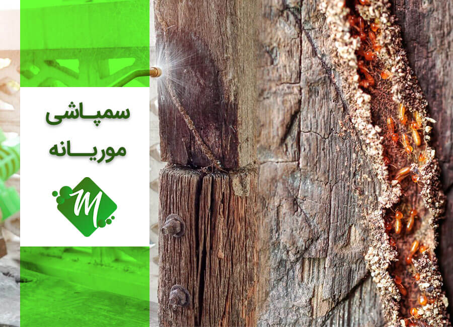 سمپاشی موریانه