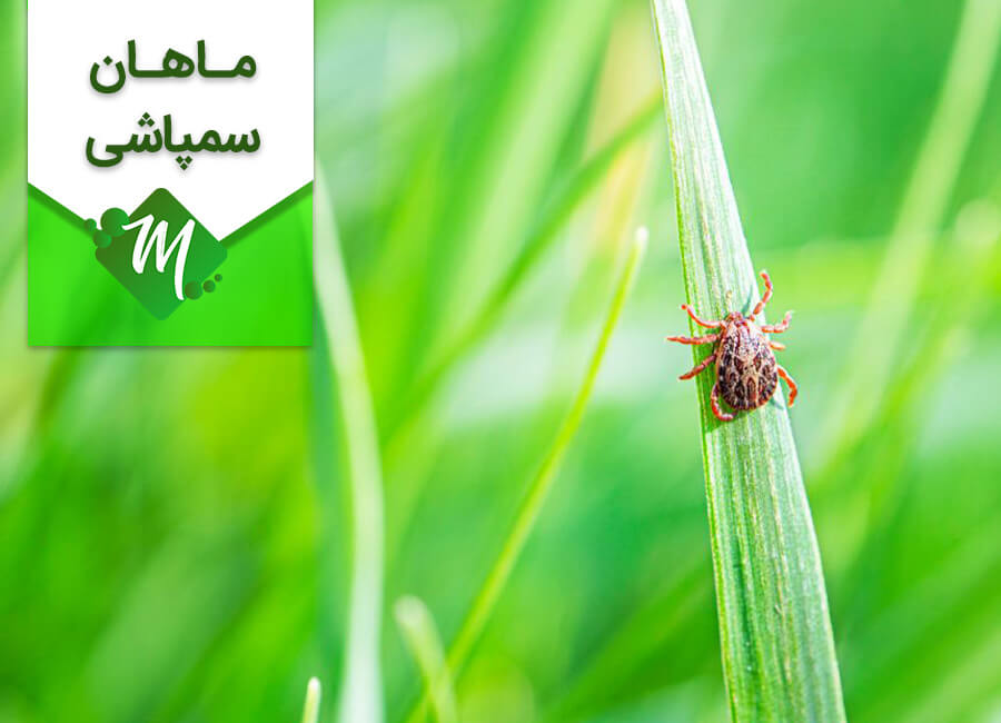 سمپاشی کنه در تهران
